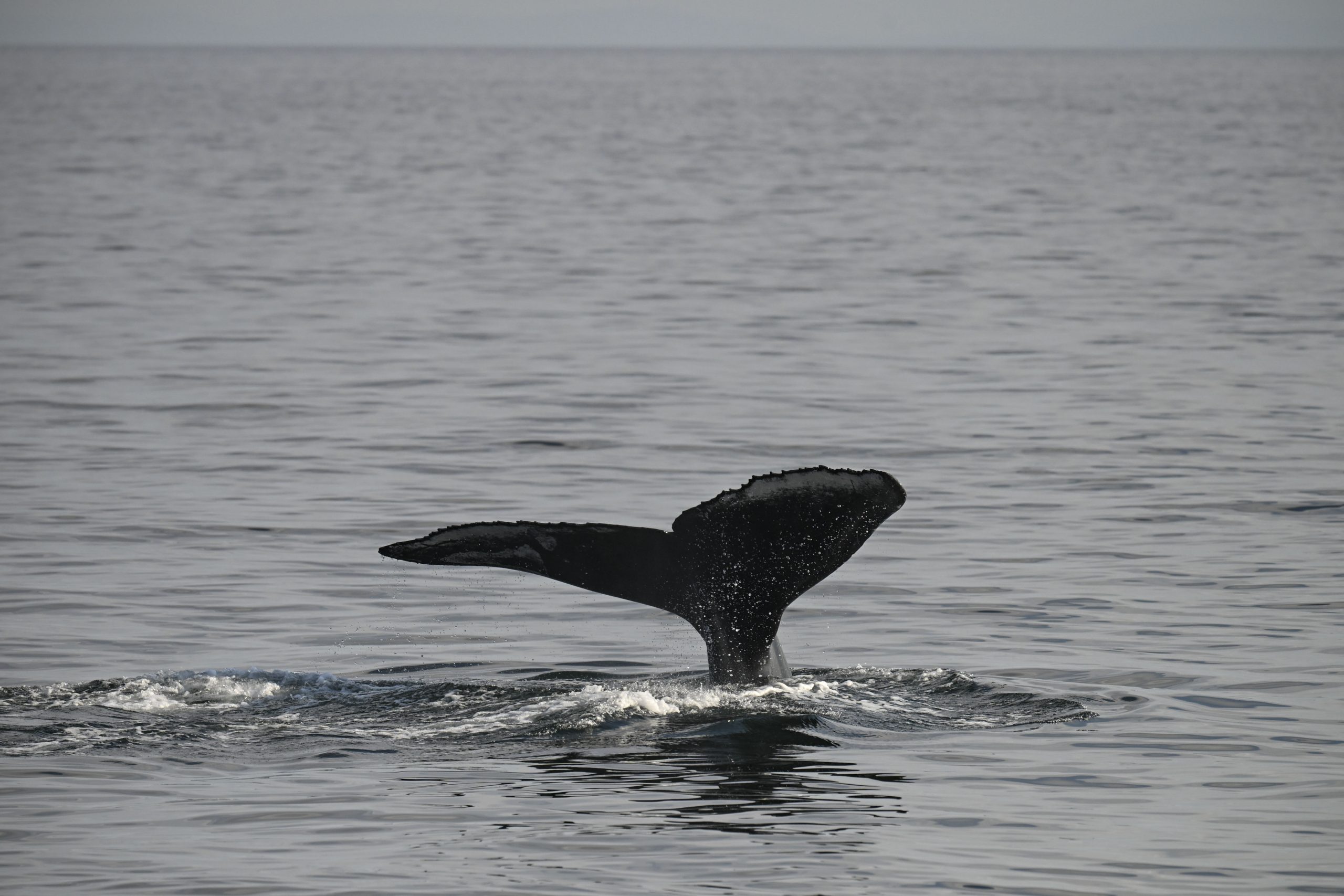 Bubble Net Feeding in the Salish Sea – 30/8/25