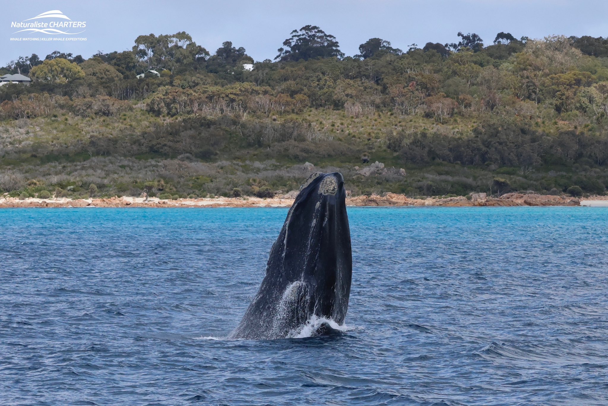 A Breaching Right Whale – 16/10/25
