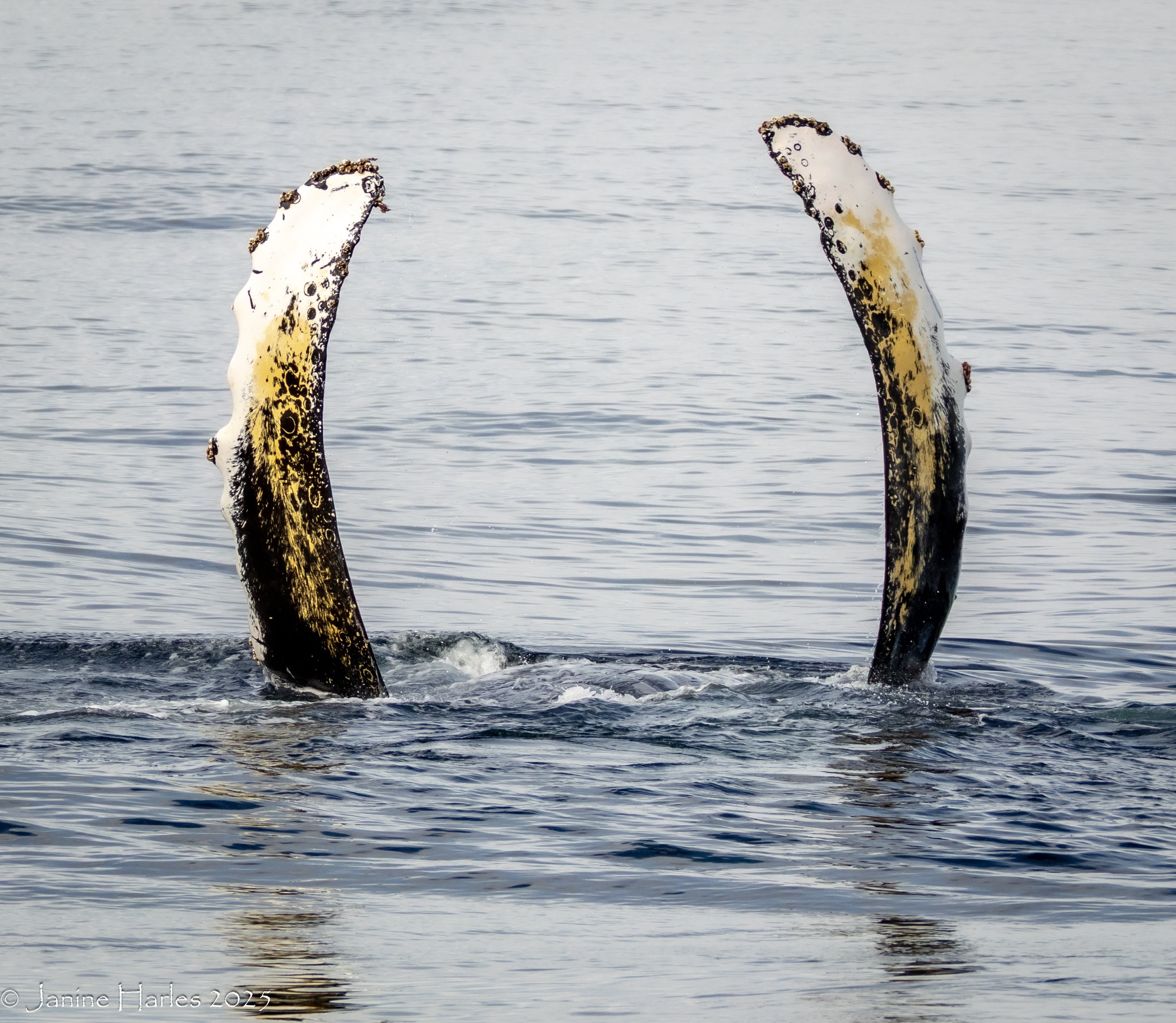 A Kelping Humpback – 2/10/25