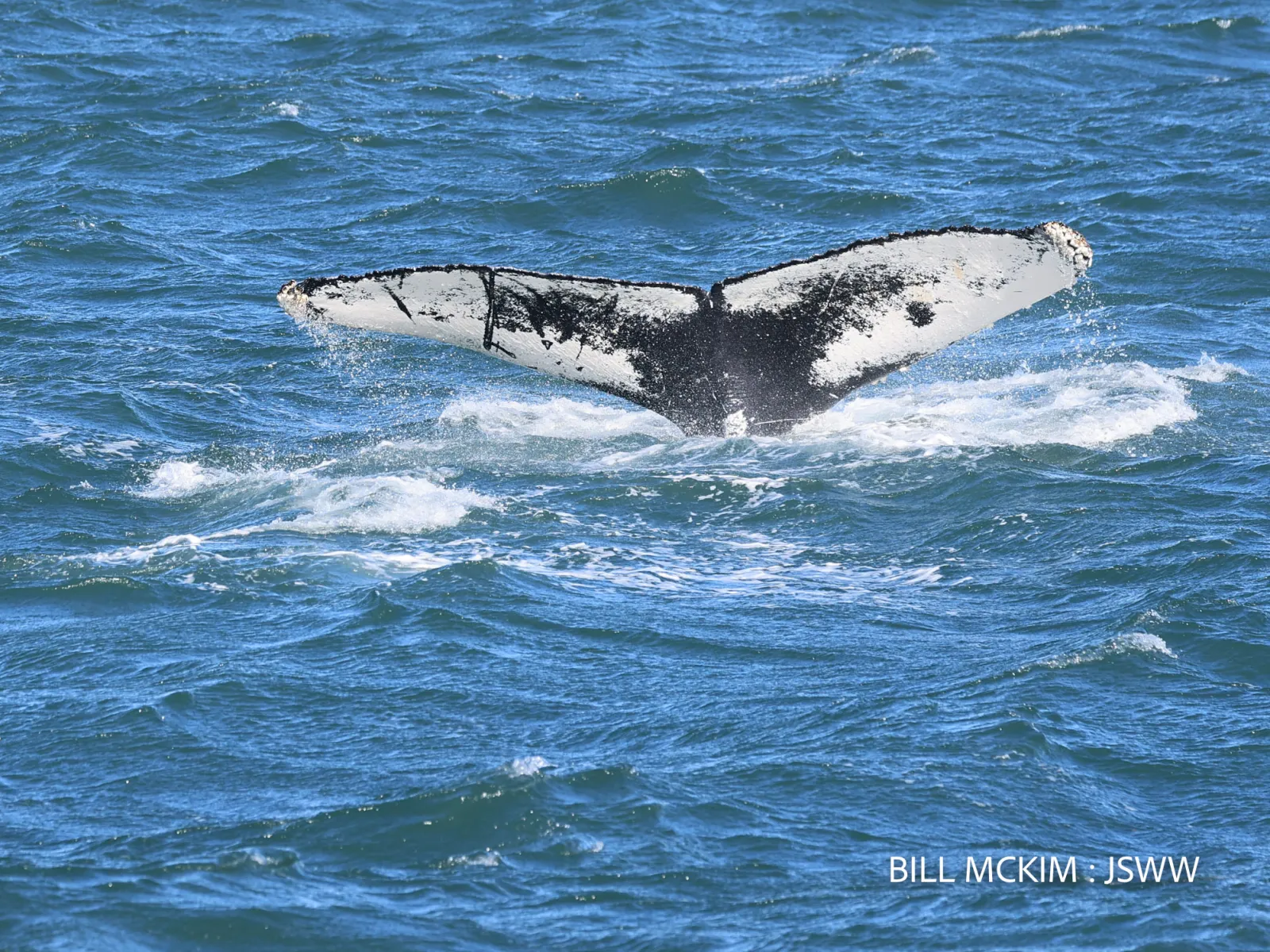 Election Day Whale Watch – 4/11/25