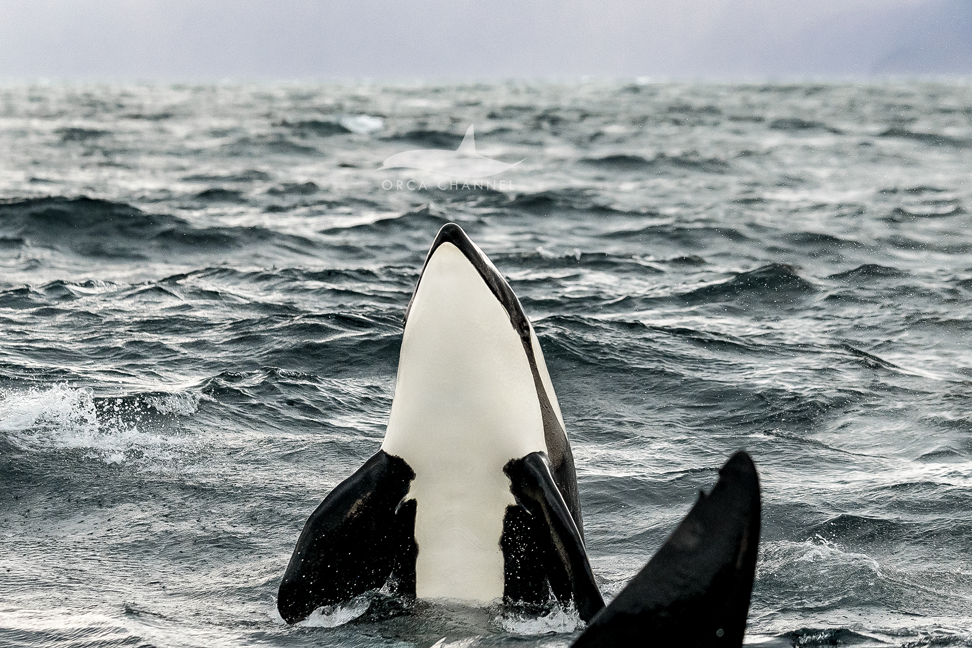 Another Feeding Frenzy – 7/11/25