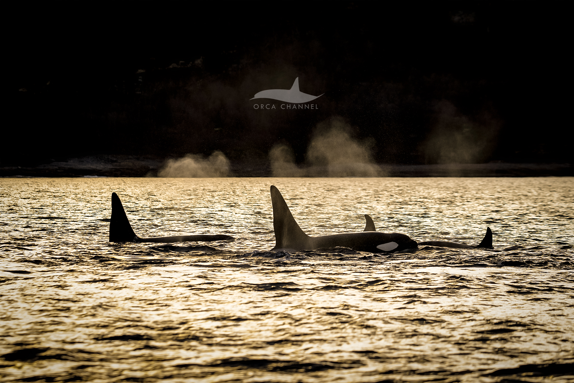 Winter Wonderland – 11/25