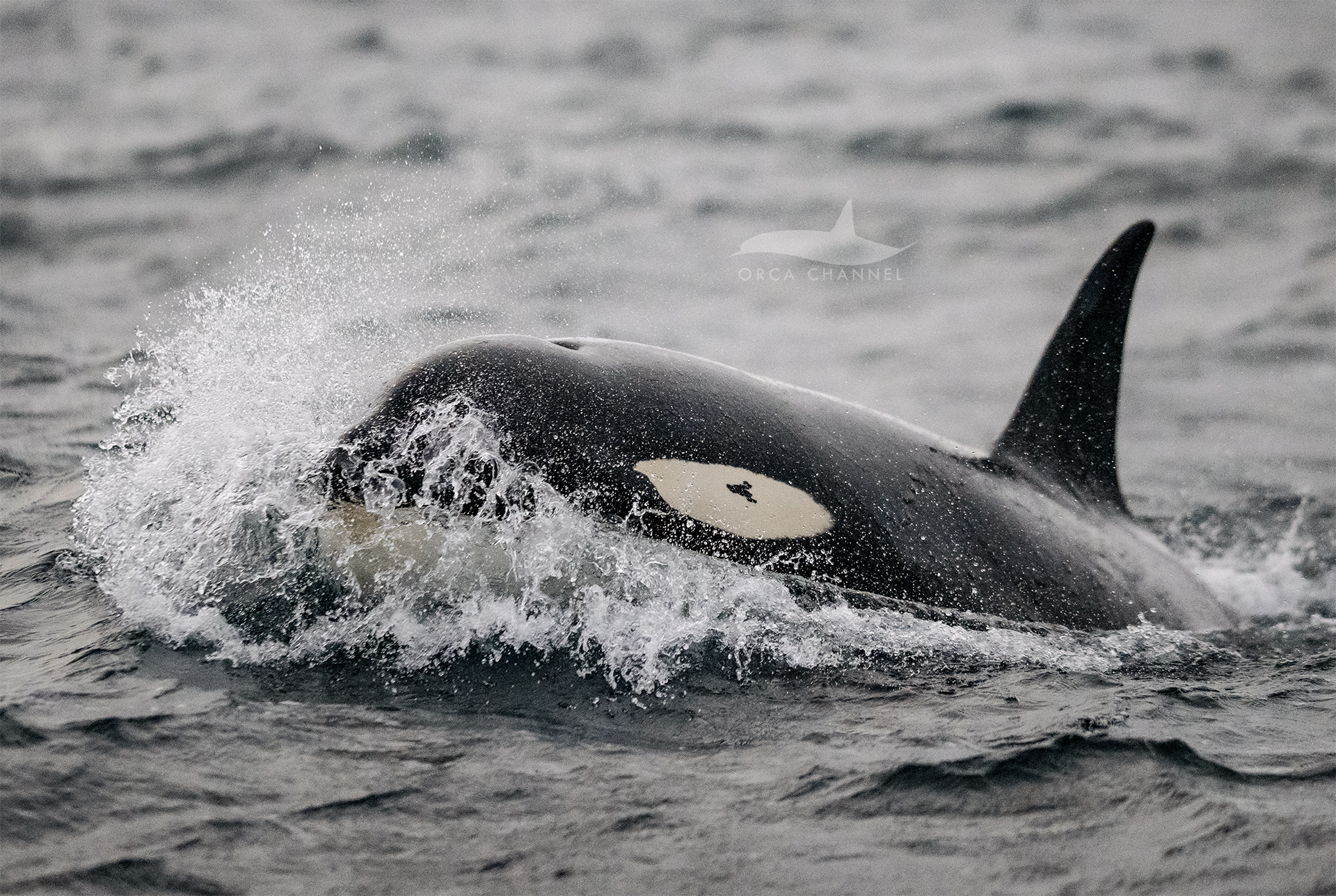 Under the Polar Night – 12/25