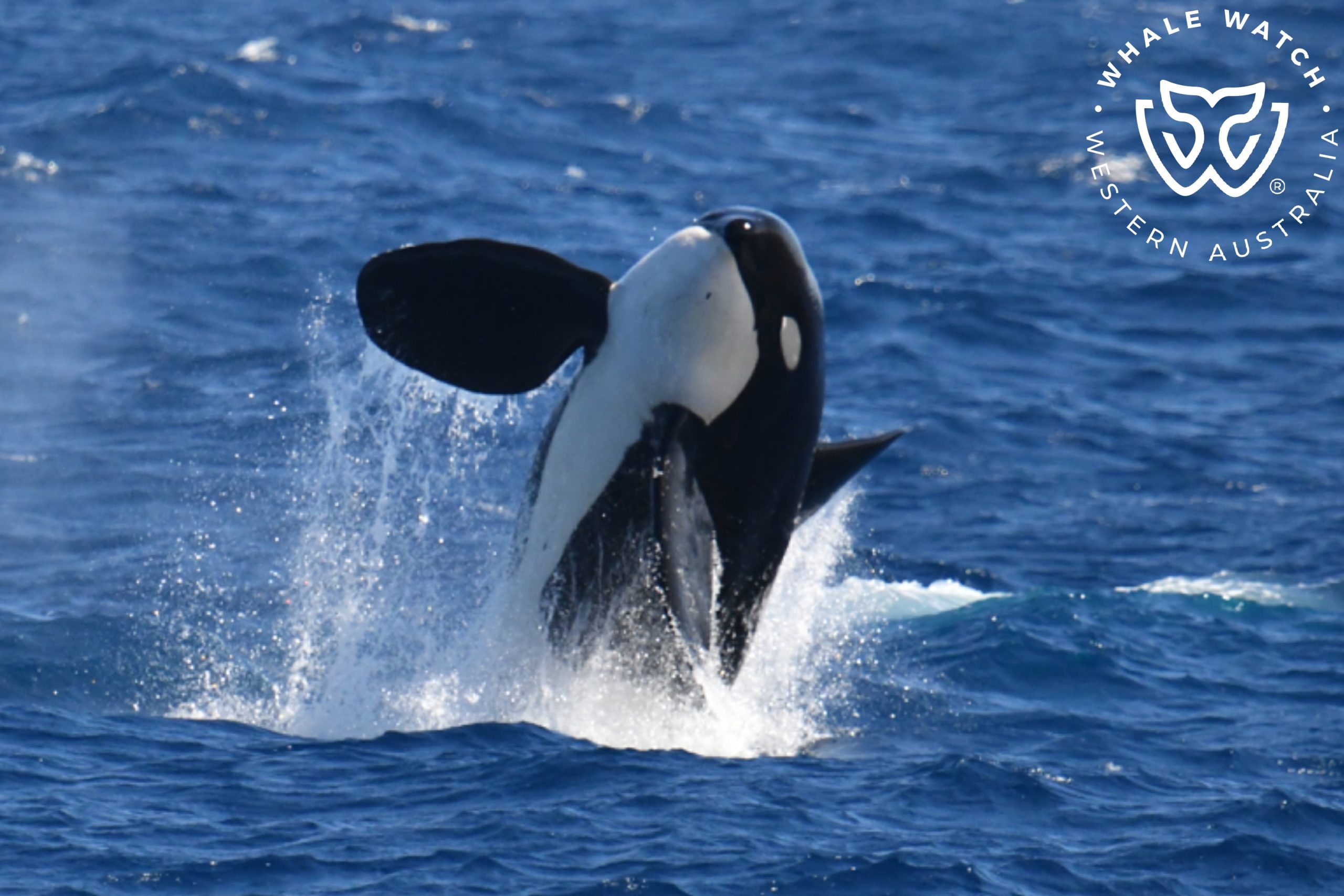 What Makes Bremer Bay Orca Breach? – 27/3/25