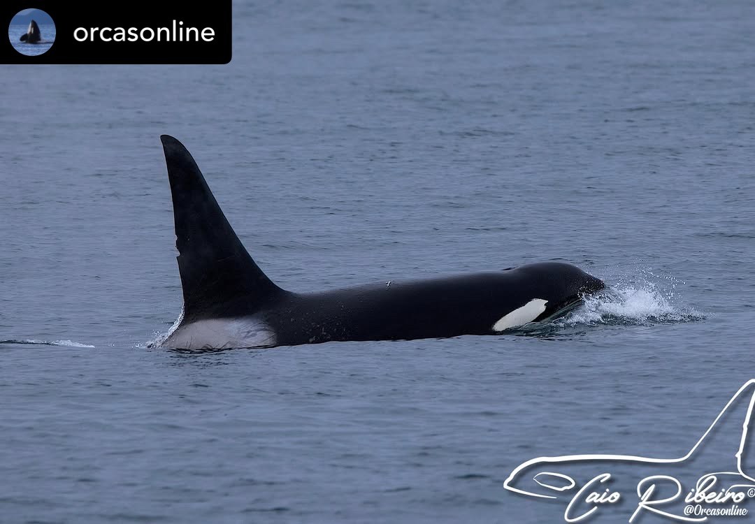 An Encounter with T049C – 23/12/25