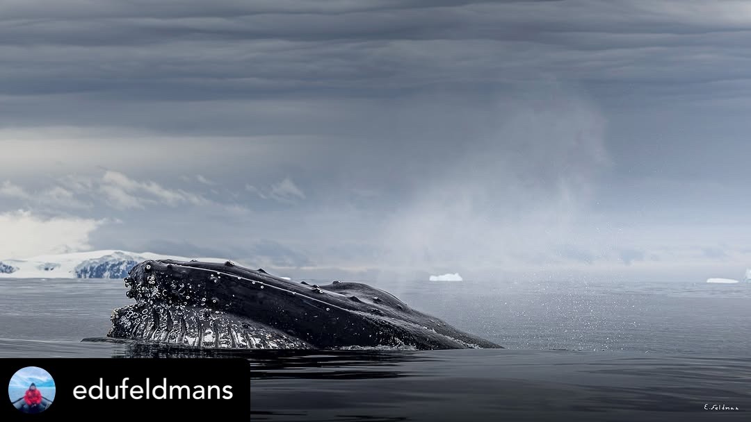 Whales in Antarctica – 2025