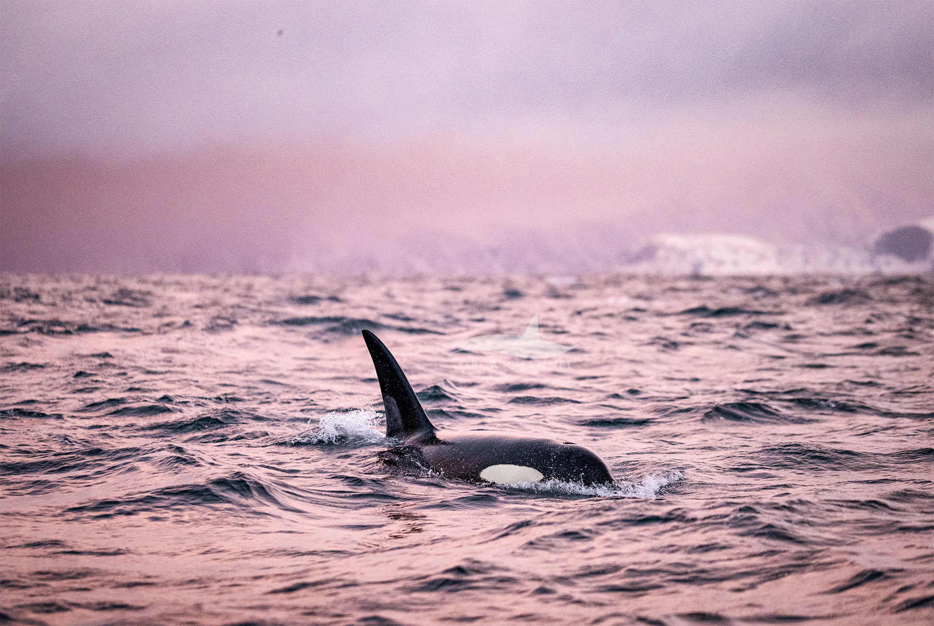 Swimming in Pink – 11/25