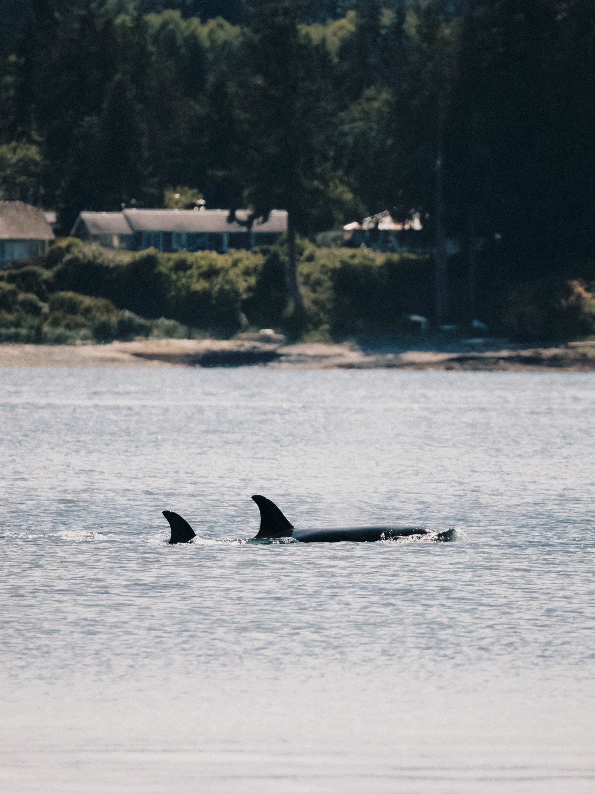 A Whale of a Day – 2/7/25