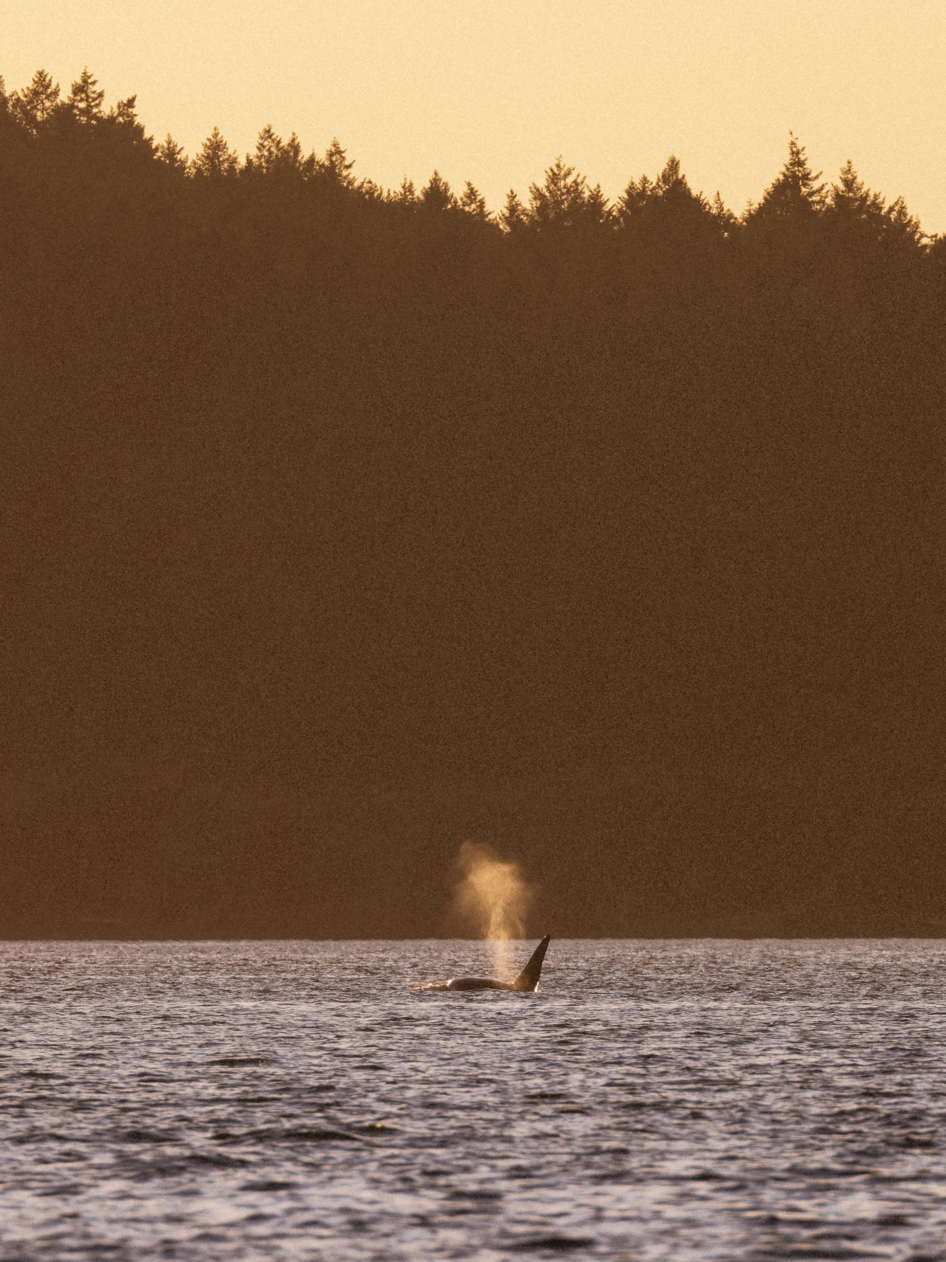 A Bucket Shot – 16/7/25 – Whale Tales