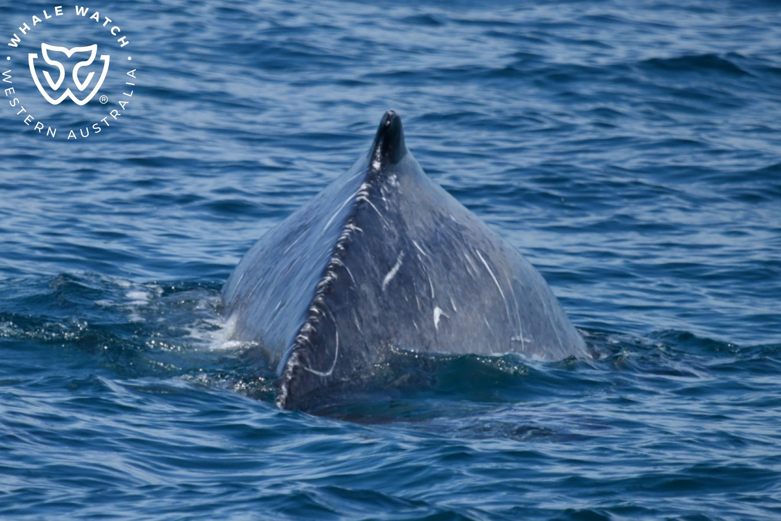 Happy Humpbacks and Hungry Dolphins – 5/11/25