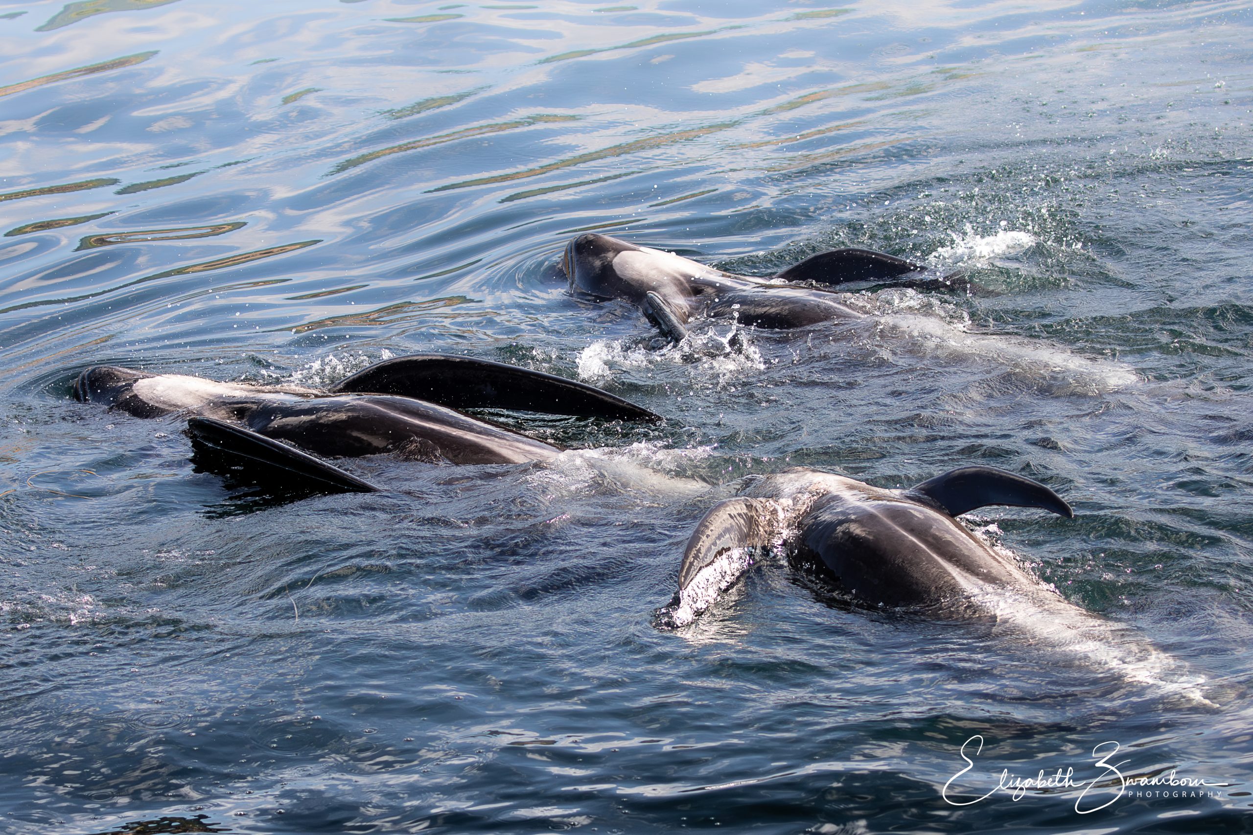 Flipper Slapping Pilot Whales – 2025