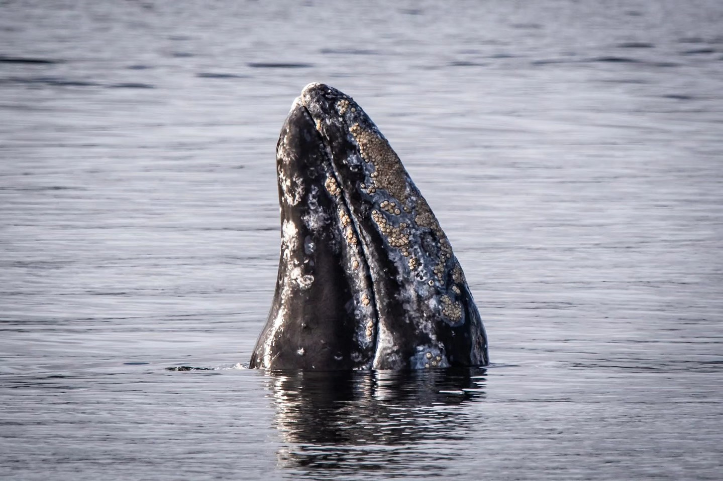 Jane the Whale – 13/2/26