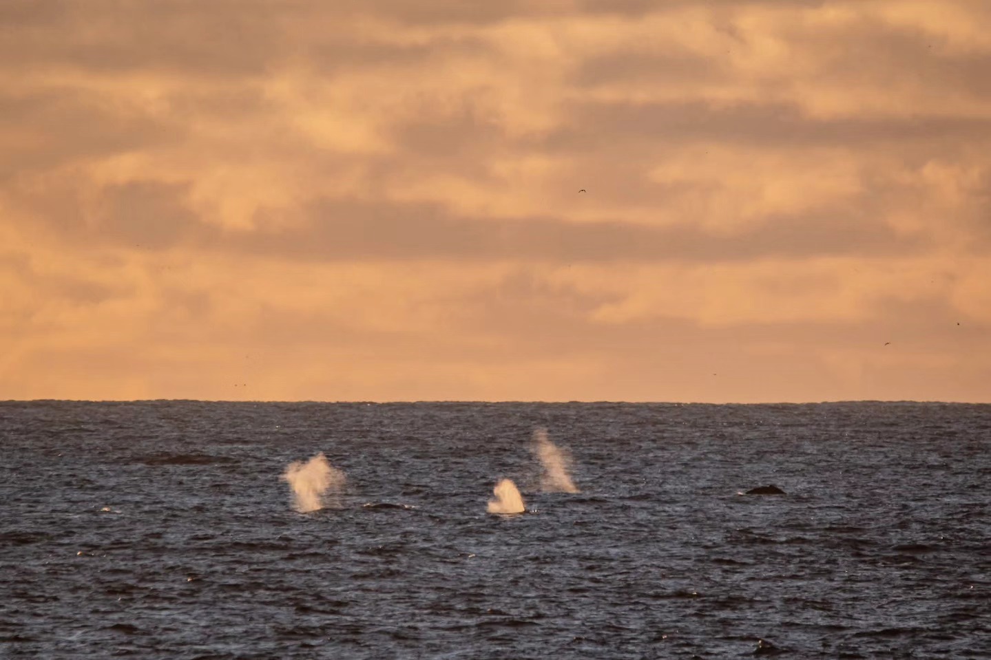 Humpbacks at Sunset – 14/2/26