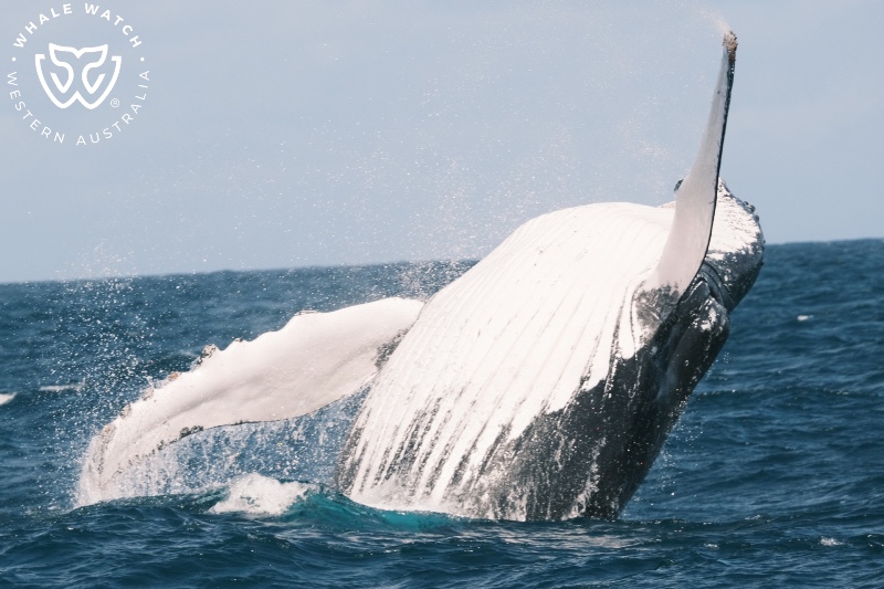 Spectacular Whale Watch Experience – 31/10/25