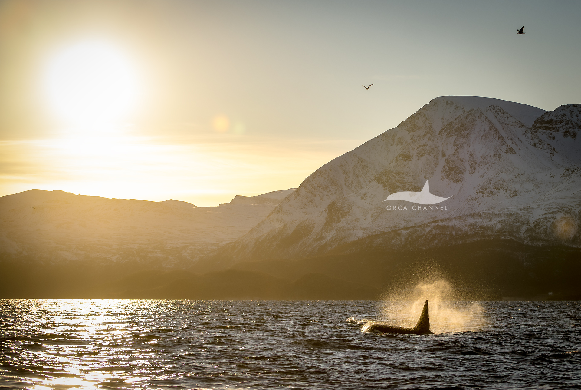 Feeding Frenzy – 11/25