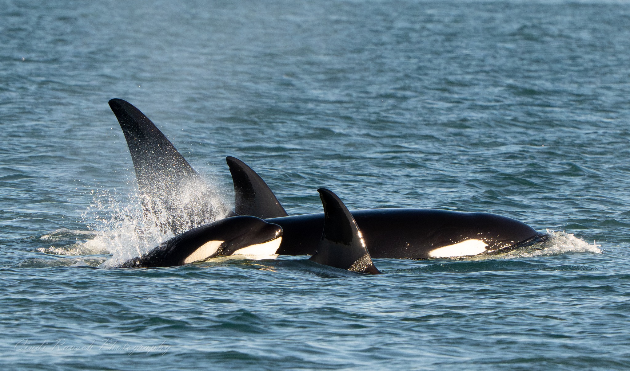 Sunny Day with Bigg’s – 28/2/26