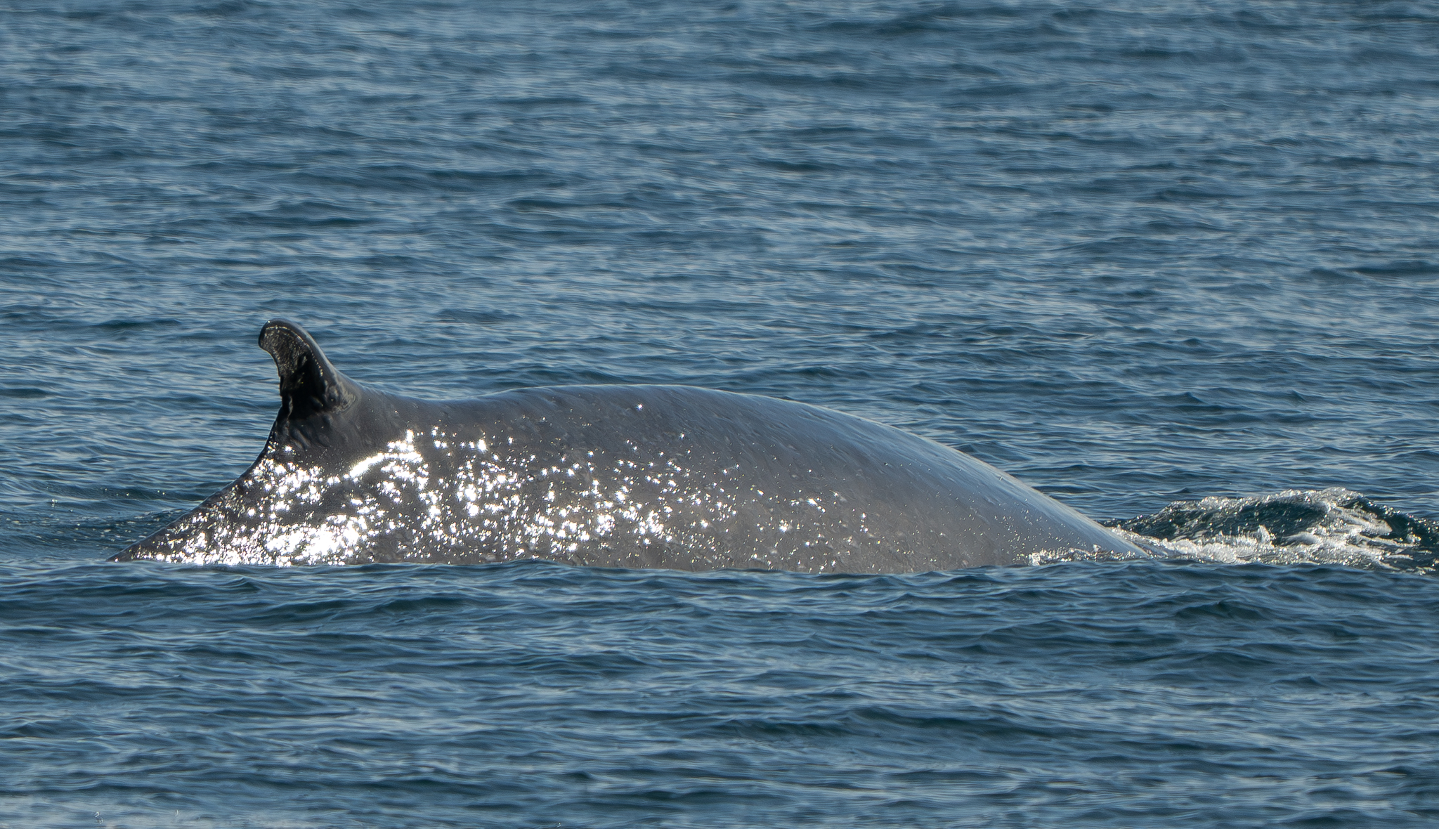 A Magnificent Day with a Fin Whale and the T419’s – 14/3/26