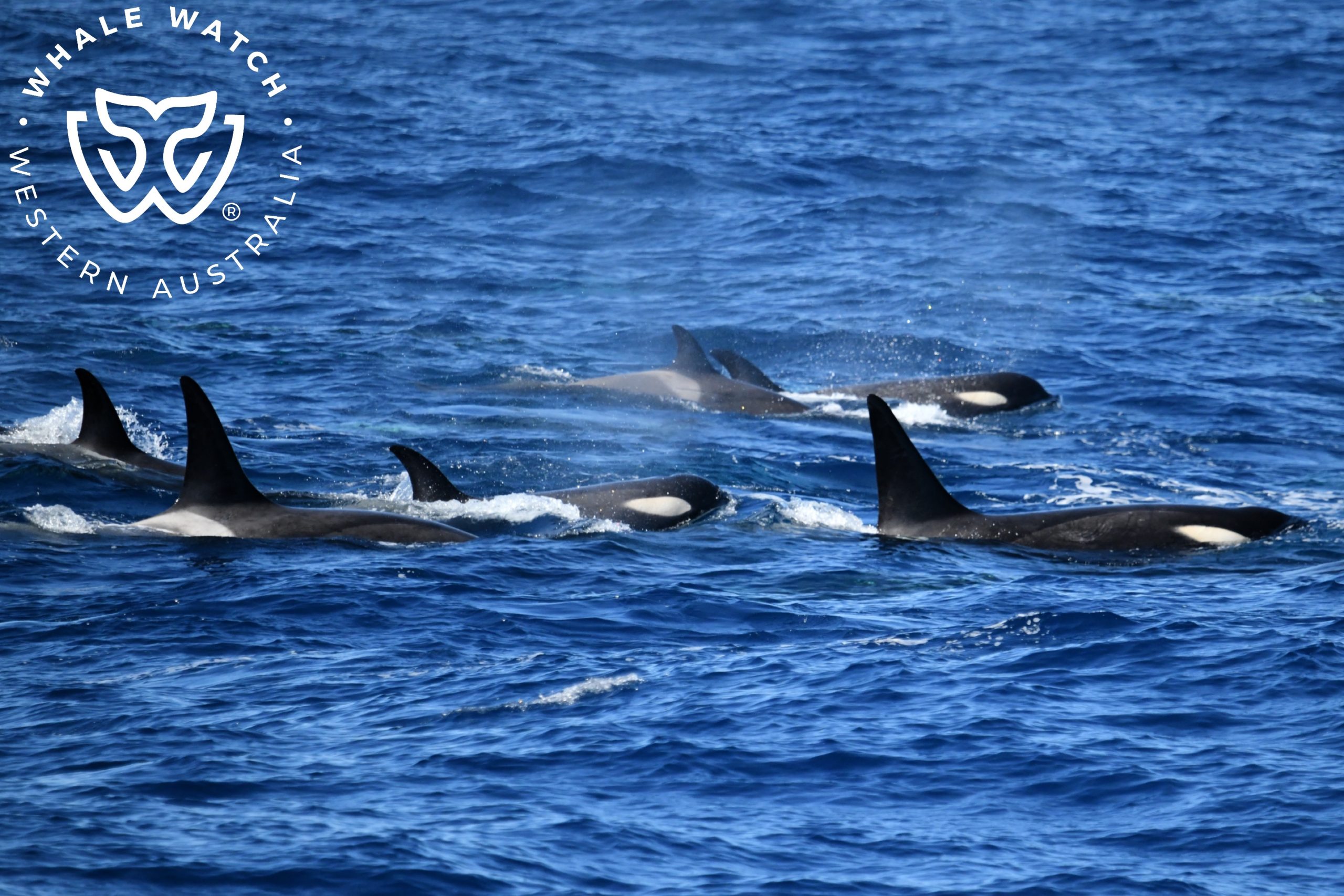 Antarctic Type C Orca Visit Bremer Bay – 19/3/26