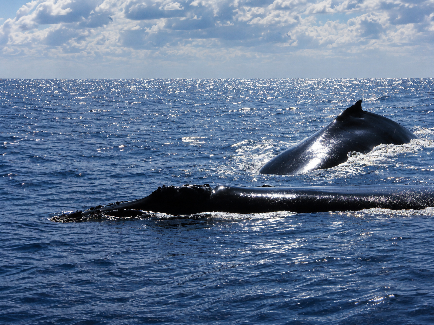 A Close Encounter with Two Cetacean Species