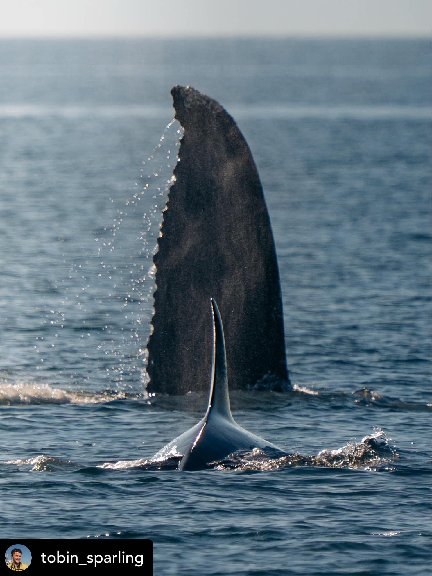 An Epic Day with Bigg’s and a Humpback – 24/6/26