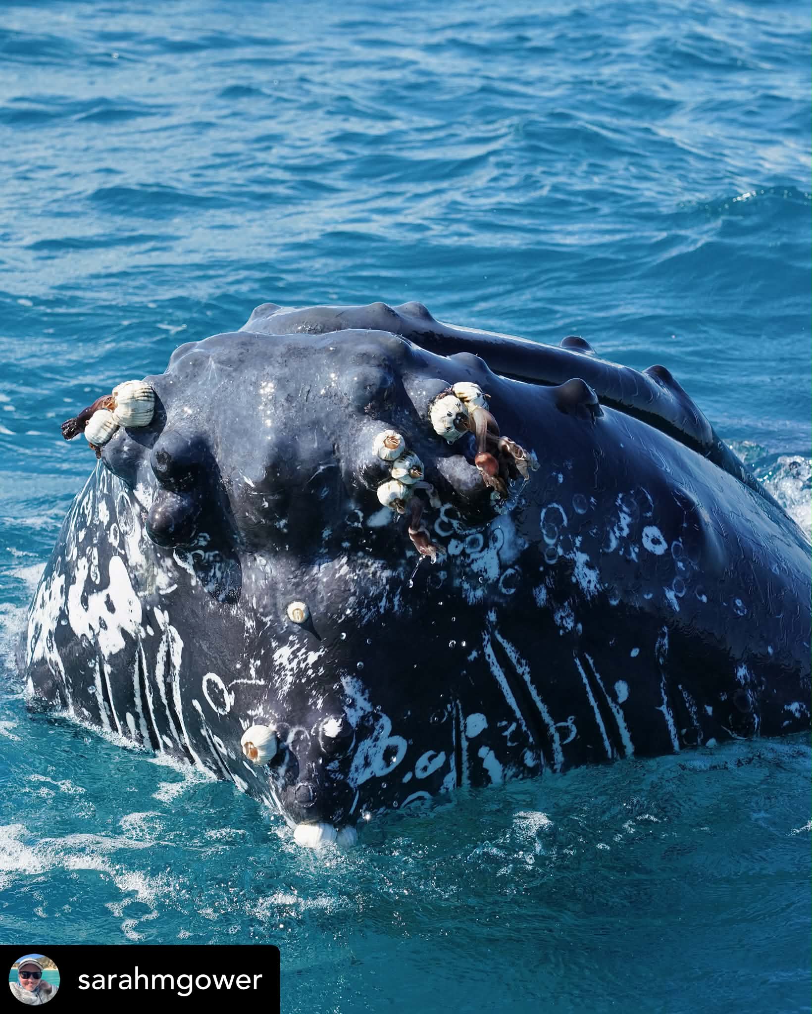 An Epic Humpback Encounter – 26/7/26