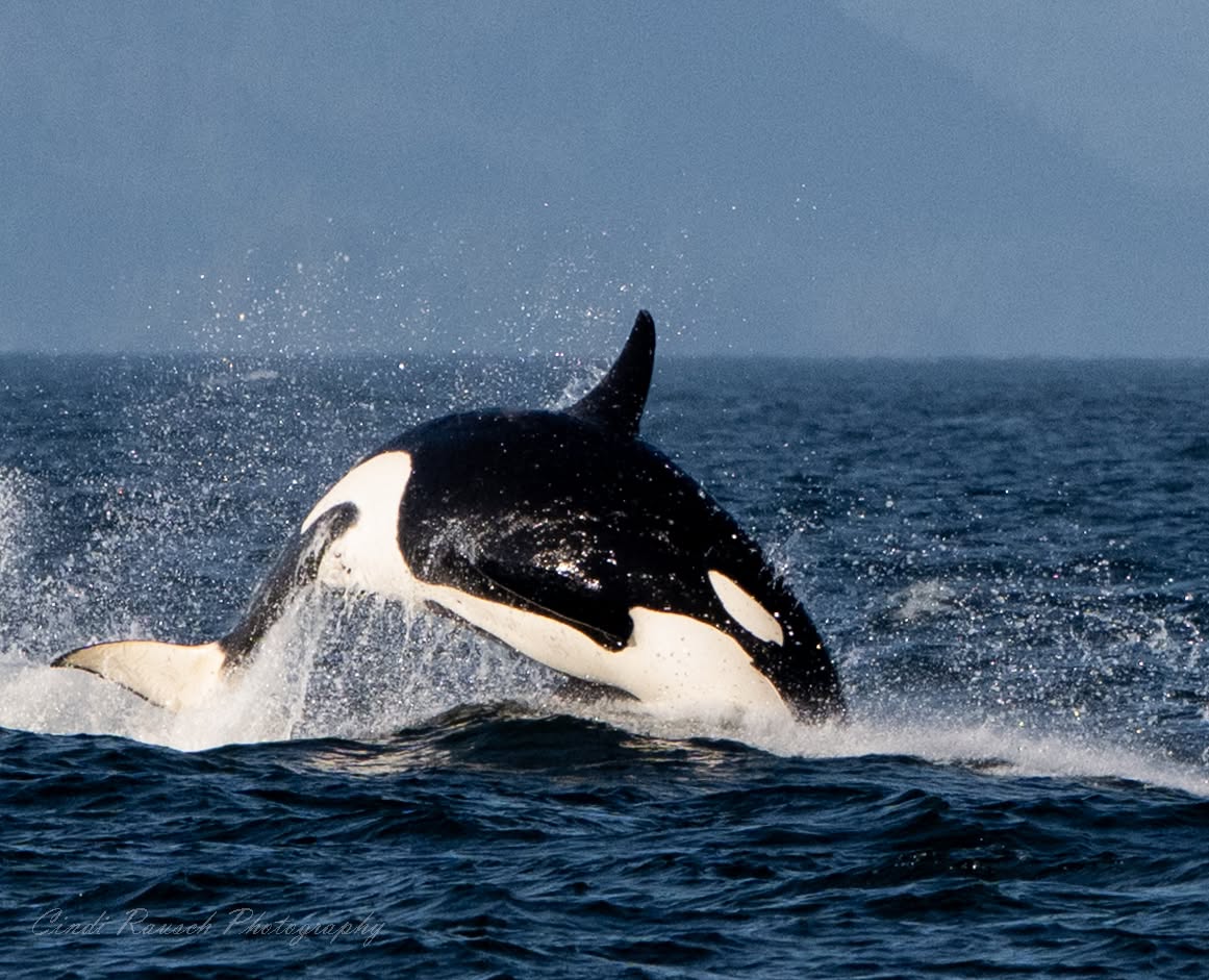 Rare T’s in Telegraph Cove – 8/26